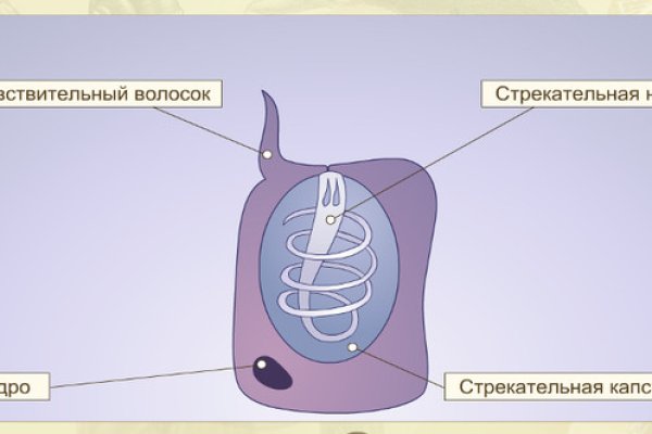 Кракен гидра